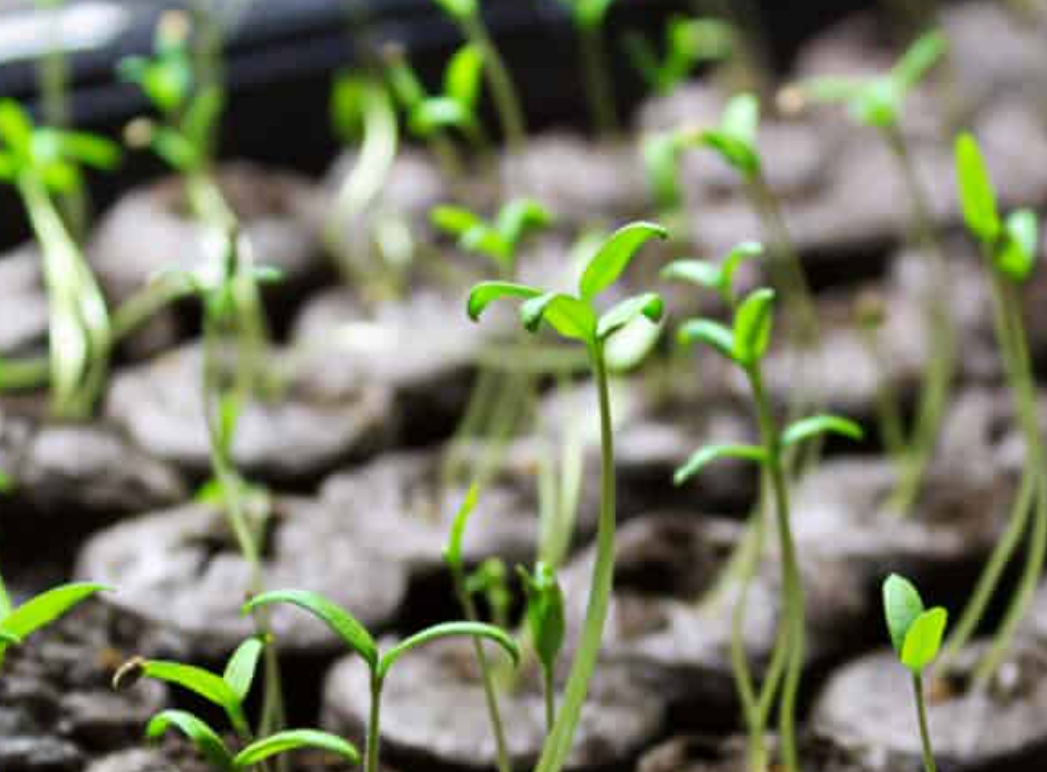 Tomatoes start